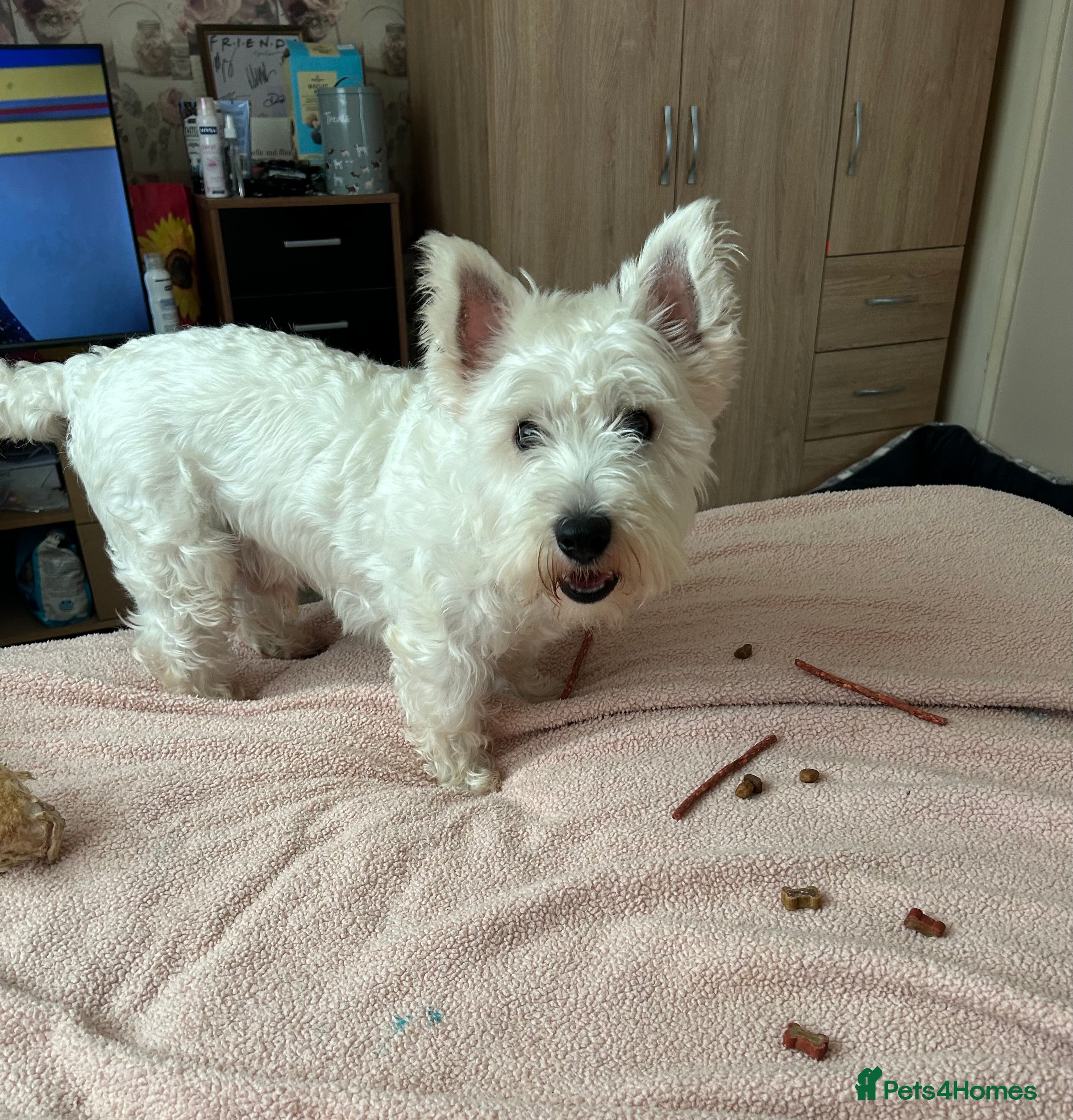Mixed Breed dogs West highland terrier/Bichon frise stud. in Swansea - Advert 3