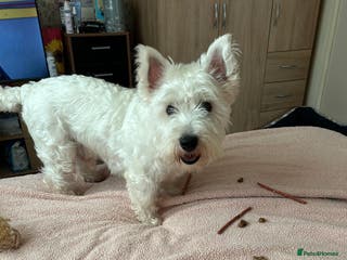 Mixed Breed dogs West highland terrier/Bichon frise stud. in Swansea - Advert 1