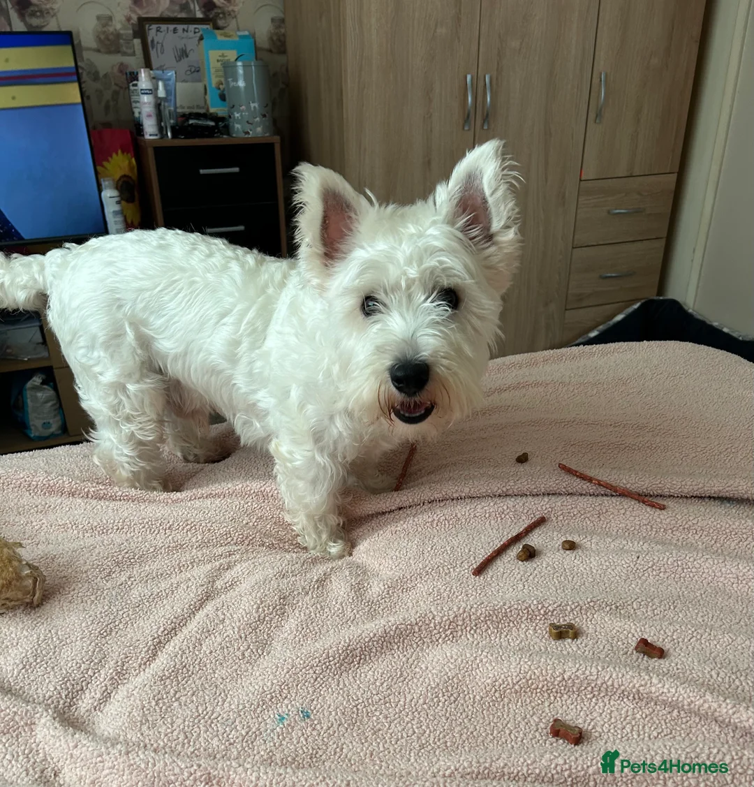 Mixed Breed dogs for stud: West highland terrier/Bichon frise stud. in Swansea - Advert 1