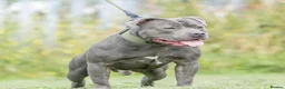 Staffordshire Bull Terrier dogs for sale: Blue Staffordshire Bull Terrier Champion Pups  - Advert 15