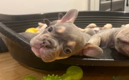 French Bulldog dogs for sale: French Bulldog puppies ready to steal hearts - Image 5