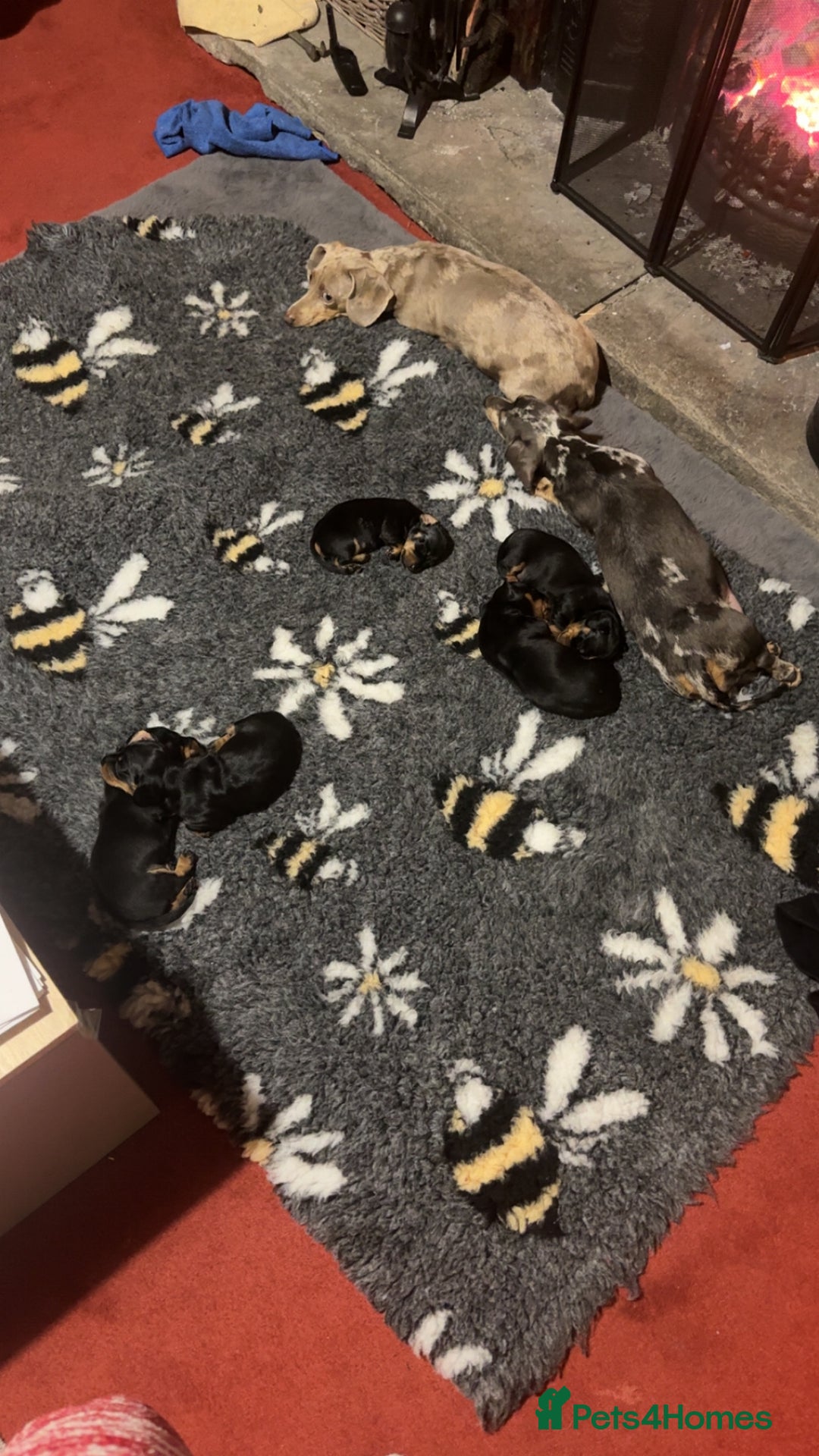 Miniature Dachshund dogs for sale: Miniature dachshund smooth haired black&tan kc reg - Advert 4