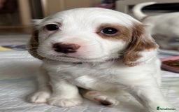 Cockapoo dogs for sale: Two gorgeous F2b Cockapoo girls left  - Advert 21