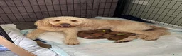 Mini Goldendoodle dogs for sale: ** 5 beautiful mini golden doodle puppies ** in Swindon - Advert 14