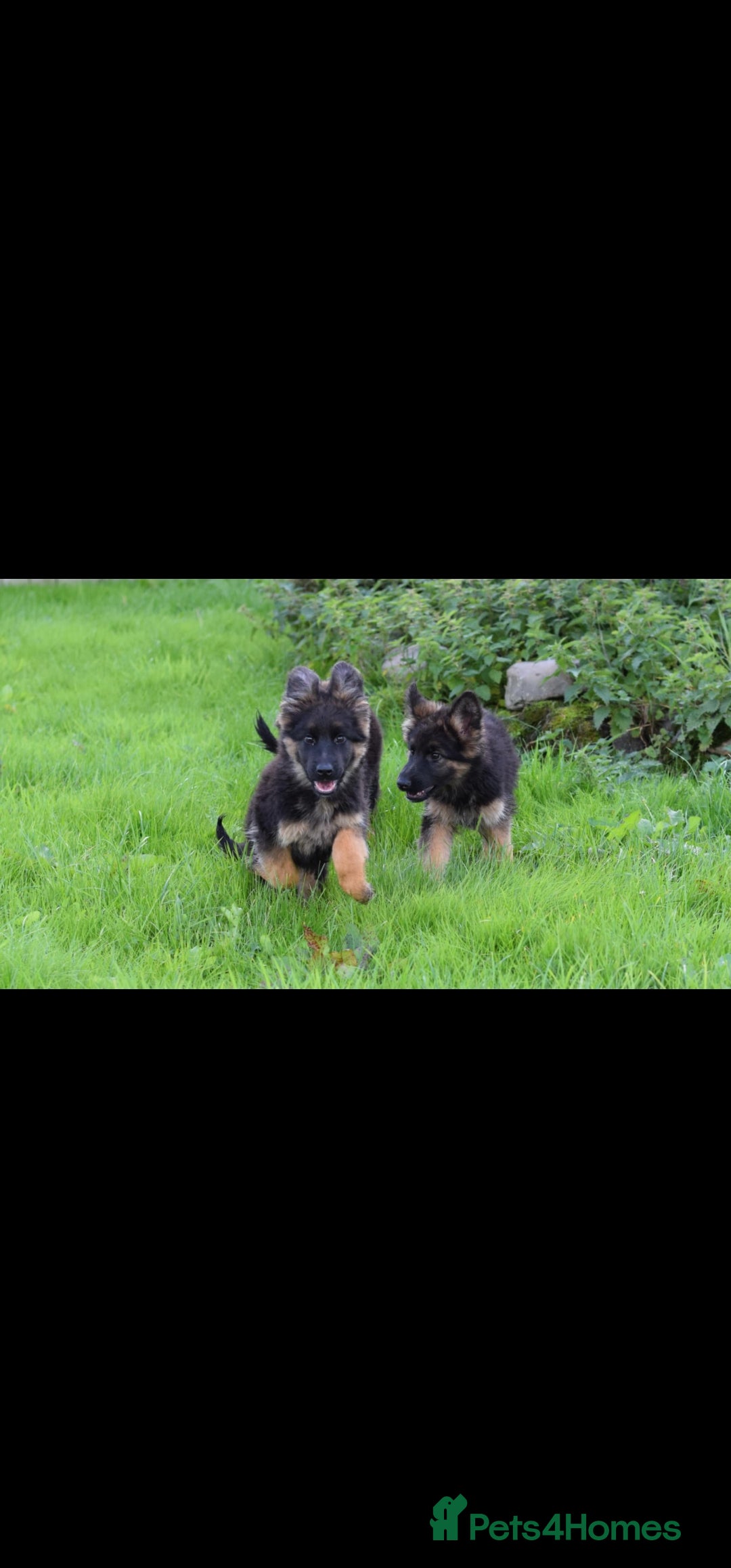 German Shepherd dogs for sale: German Shepherd pups  - Image 15
