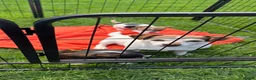 Jack Russell dogs for sale: Jack russel puppies - Advert 2