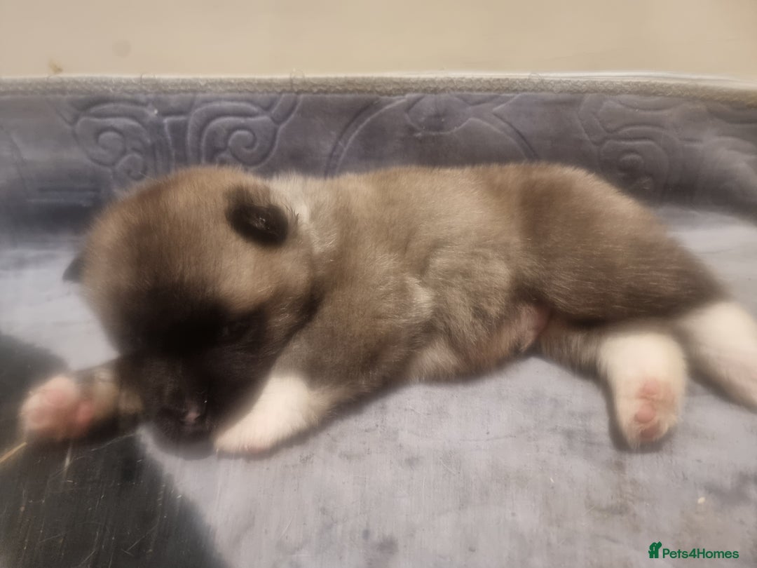 Akita dogs for sale: Akita puppies ready 7th December - Advert 7