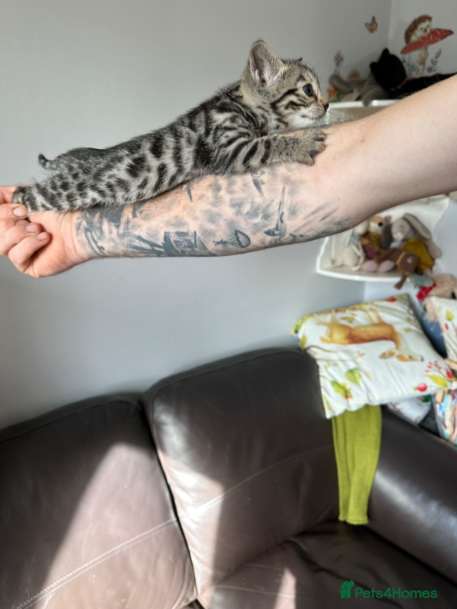 Bengal cats We have two Bengal kittens for sale - Advert 9