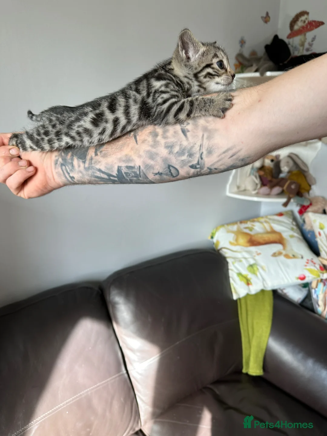 Bengal cats for sale: We have two Bengal kittens for sale - Advert 2