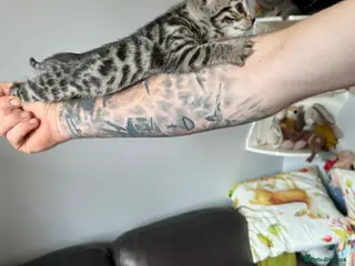 Bengal cats We have two Bengal kittens for sale - Advert 9