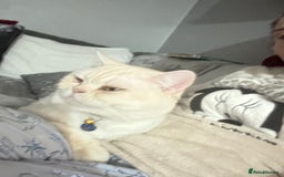 Domestic Shorthair cats for sale: Red Silver Domestic Shorthair - Image 1