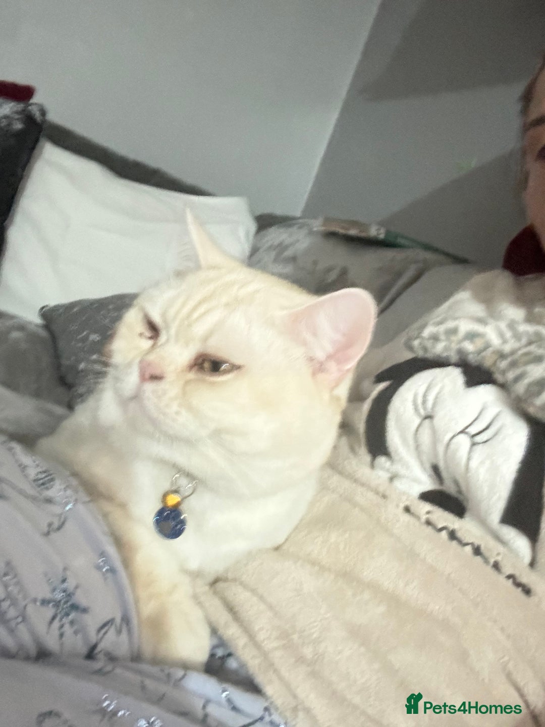 Domestic Shorthair cats for sale: Red Silver Domestic Shorthair - Image 1