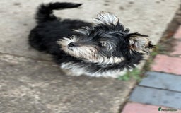Morkie dogs for sale: Adorable Morkie Girl - Image 10