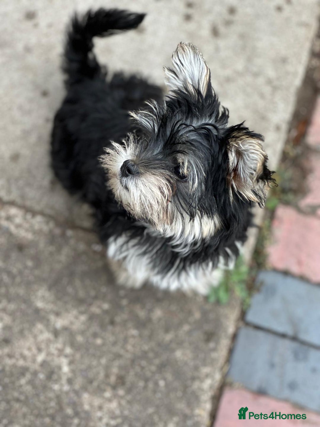 Morkie dogs for sale: Adorable Morkie Girl - Image 10