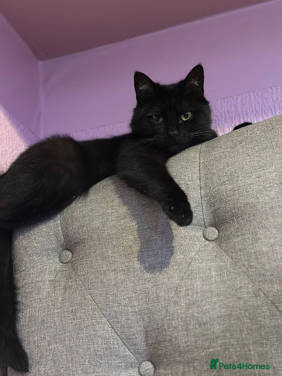 Mixed Breed cats for sale: 2 beautiful cats  - Advert 4