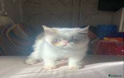 Exotic cats for sale: Flame point colour point  - Image 5