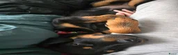 Rottweiler dogs for sale: Little girl looking for her forever home  - Advert 5
