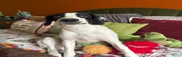 Mixed Breed dogs for sale: 6 month old male springer spaniel x foxhound  in Pontefract - Advert 6
