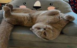 Scottish Fold cats for sale: Bruce Scottish Fold  - Image 5