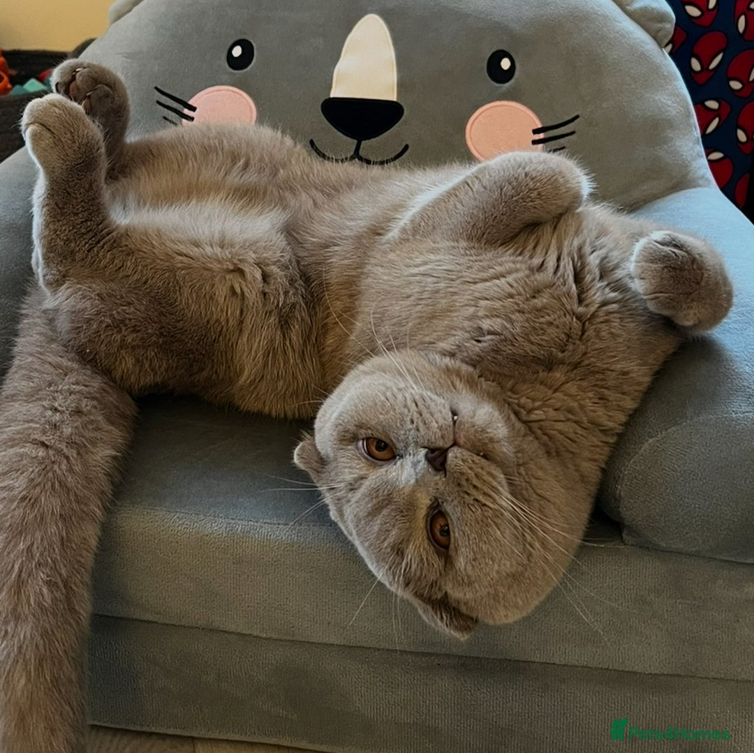 Scottish Fold cats for sale: Bruce Scottish Fold  - Image 5