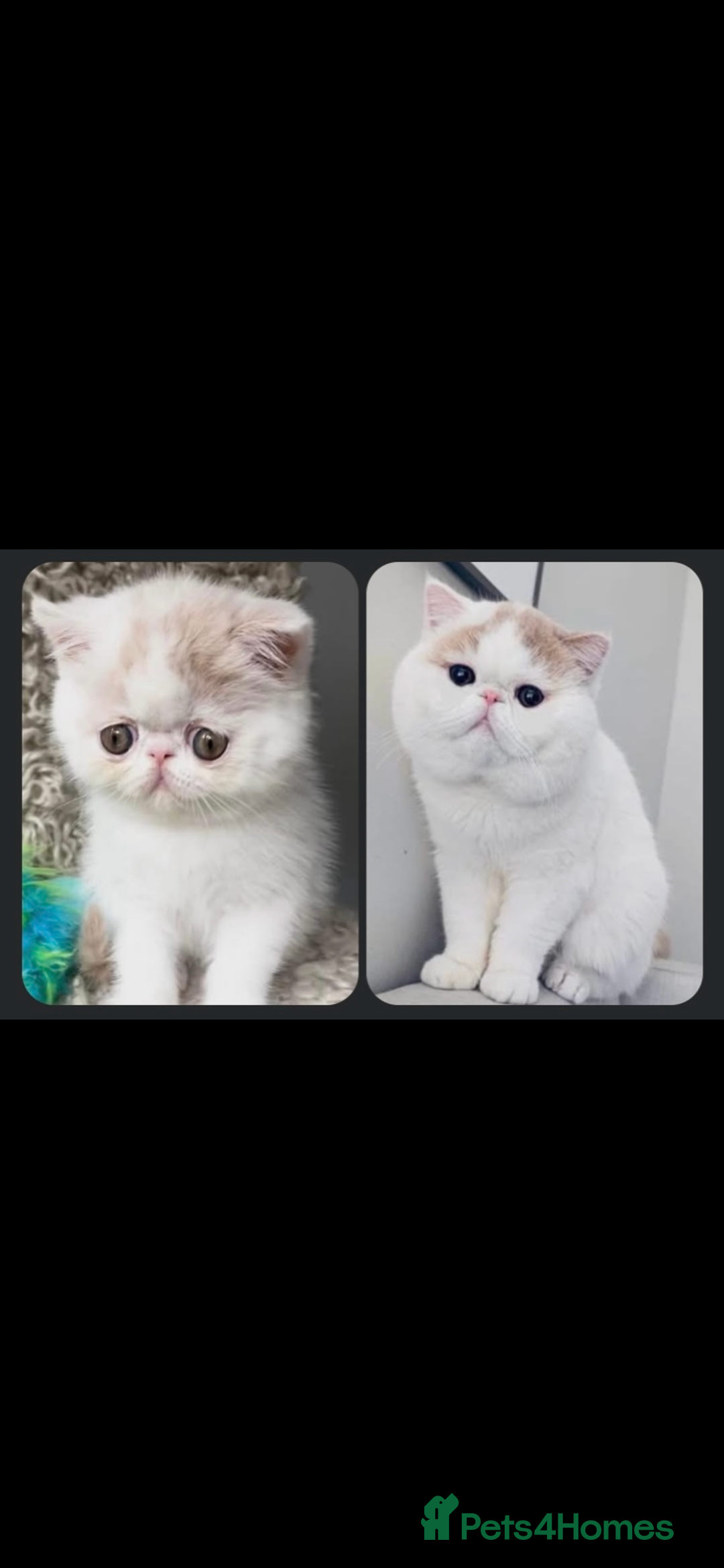 Exotic cats for sale: (Rare odd eye bicolours)🏆Exceptional. - Image 10