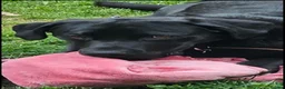 Labrador Retriever dogs for sale: Black Labrador dog - Advert 2