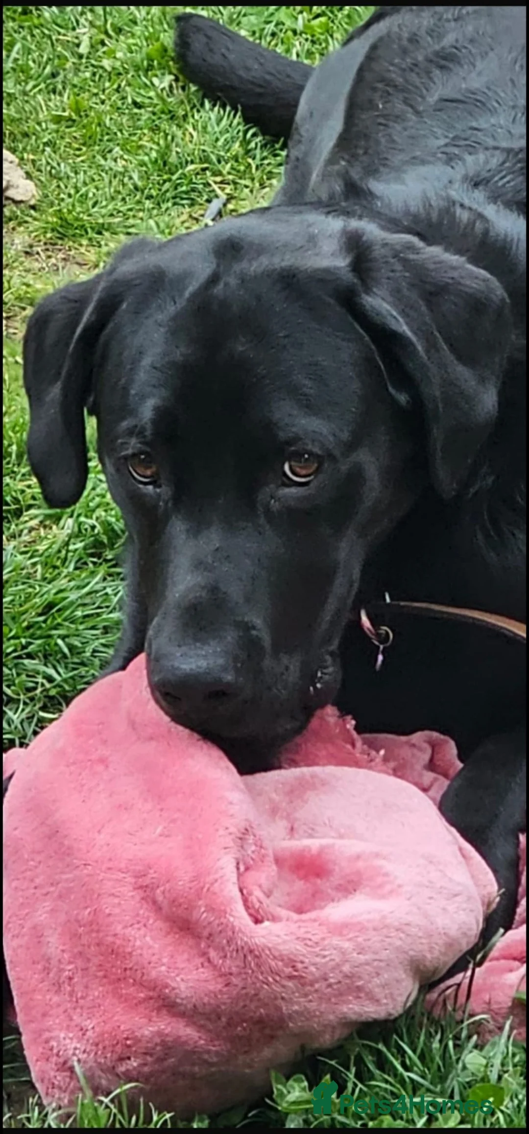 Labrador Retriever dogs for sale: Black Labrador dog - Advert 2