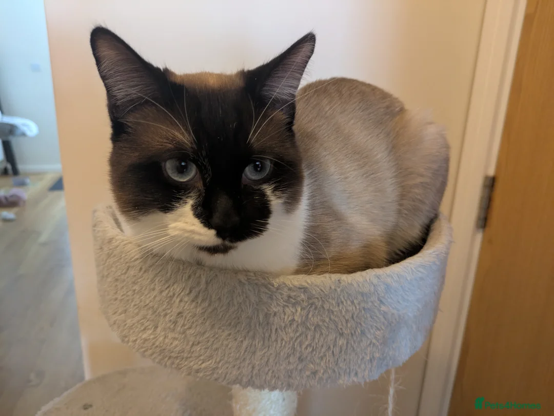 Ragdoll cats for sale: Male cat  in Chatham - Advert 2