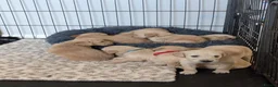 Golden Retriever dogs for sale: Golden retriever puppies  - Advert 13