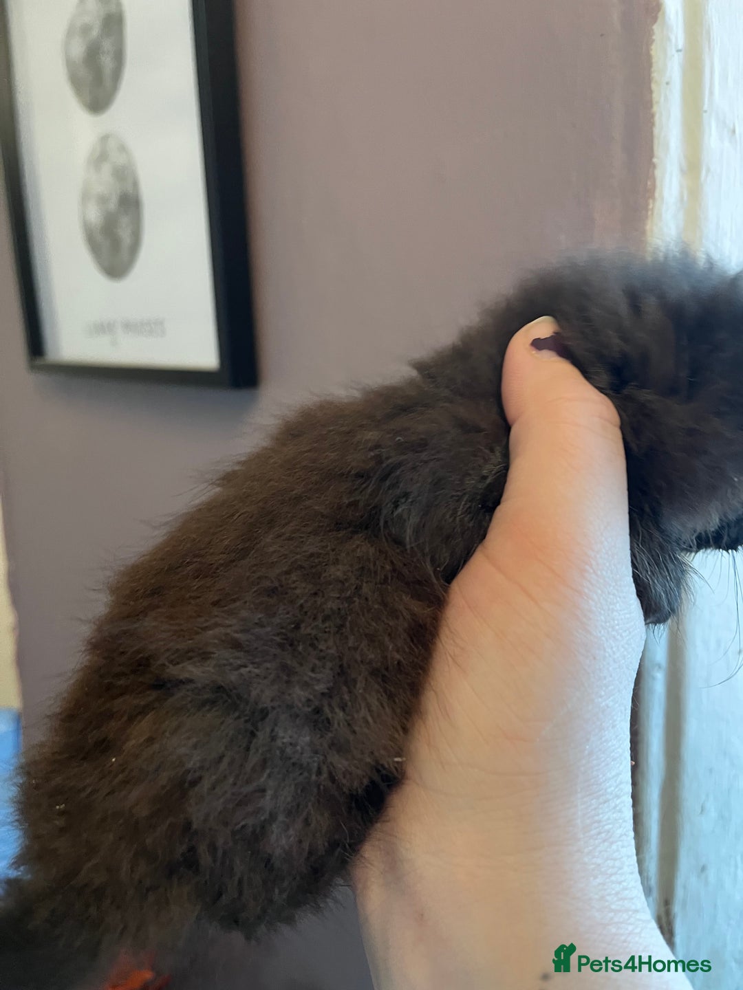 Mixed Breed cats for sale: Beautiful grey, tabby and black kittens  - Advert 5