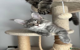 Maine Coon cats for sale: Gorgeous Pure Breed Maine Coon Kittens - Image 16