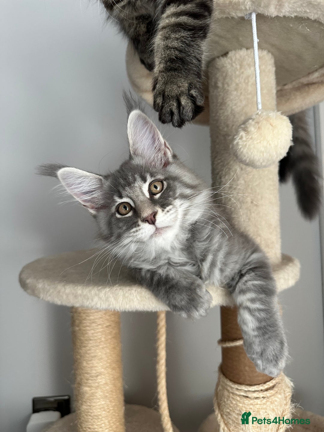 Maine Coon cats for sale: Gorgeous Pure Breed Maine Coon Kittens - Image 16