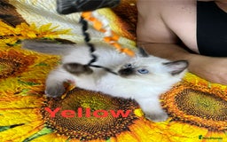 Ragdoll cats for sale: 🐈❤️5 Pure Ragdolls Waiting for Loving Family❗️❤️ - Image 26