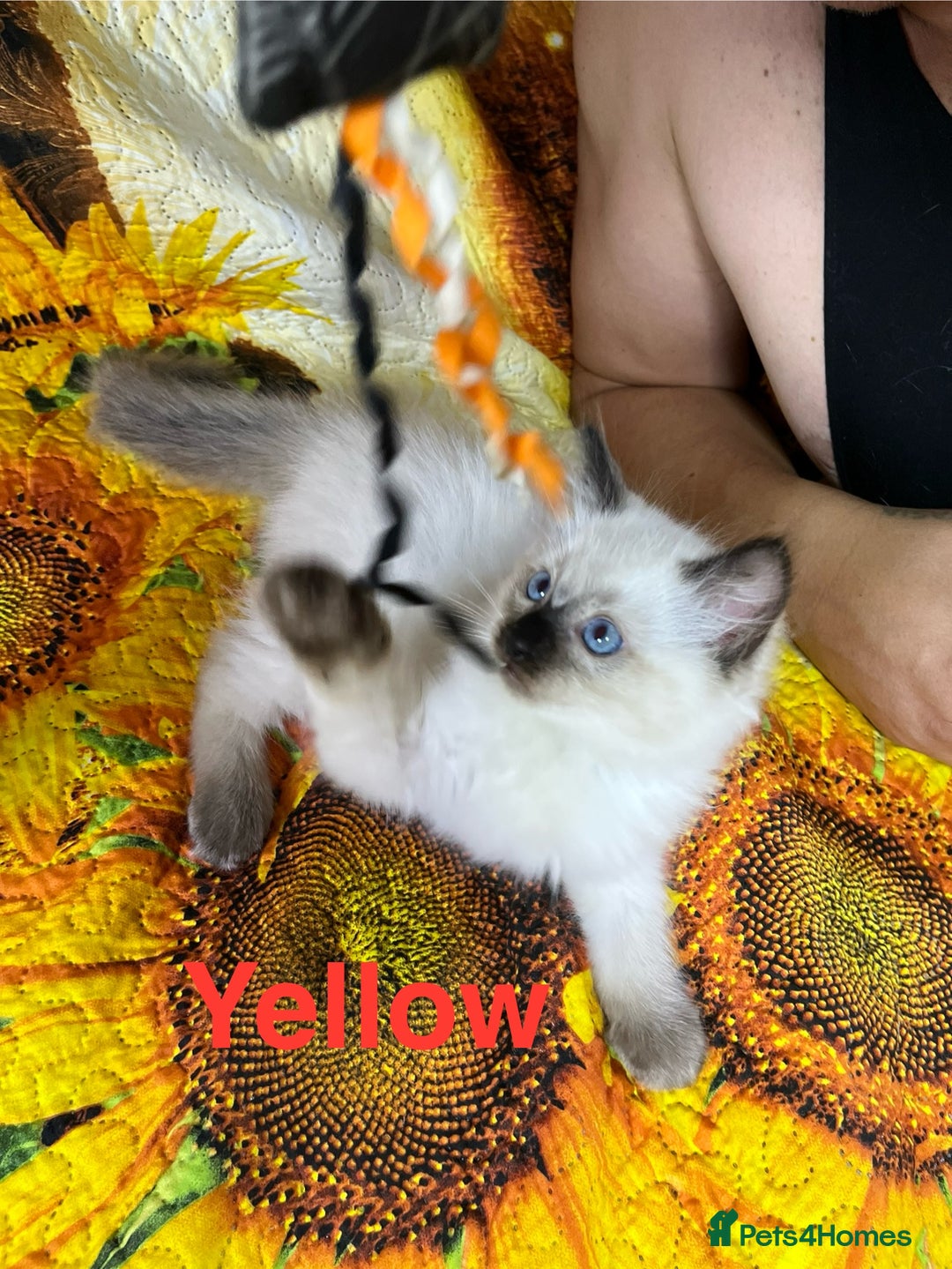Ragdoll cats for sale: 🐈❤️5 Pure Ragdolls Waiting for Loving Family❗️❤️ - Image 26