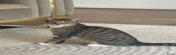 Mixed Breed cats for sale: Female cat in Clydebank - Advert 2