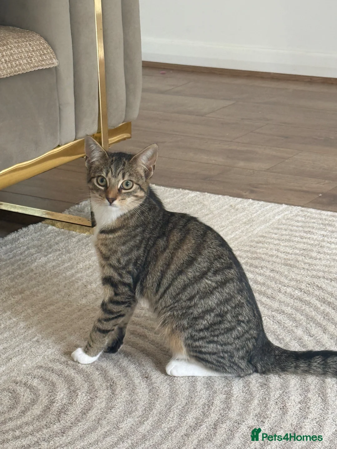 Mixed Breed cats for sale: Female cat in Clydebank - Advert 2