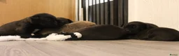 Mixed Breed dogs for sale: Bull herders  - Advert 20