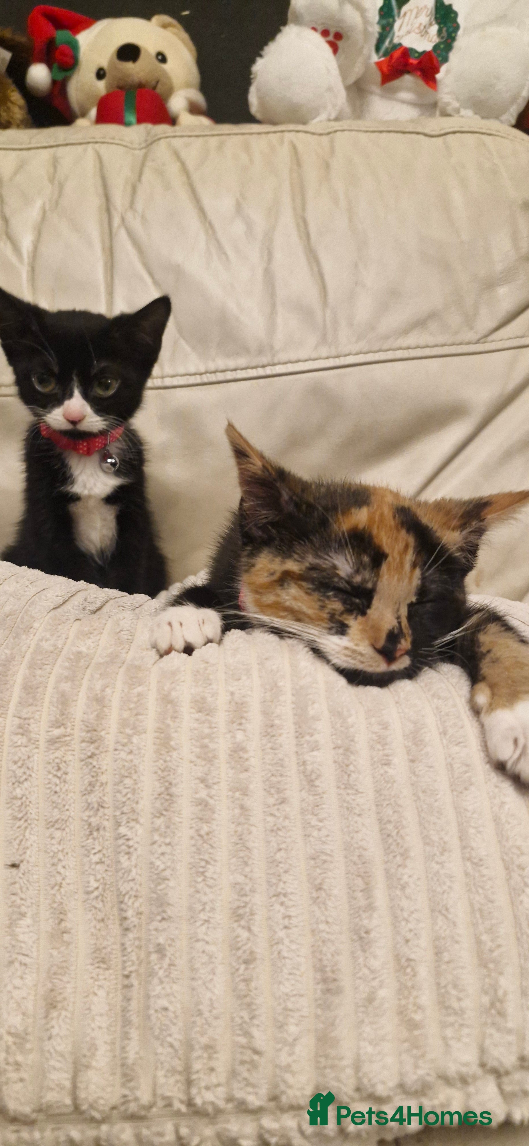 Mixed Breed cats Mixed age rescue cats - Advert 8