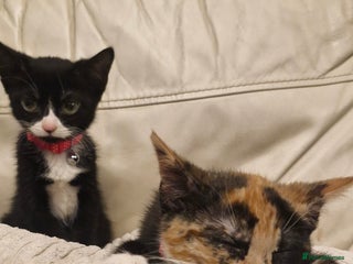 Mixed Breed cats Mixed age rescue cats - Advert 8