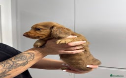 Miniature Dachshund dogs for sale: Beautiful Longhair miniature Dachshund - Image 7