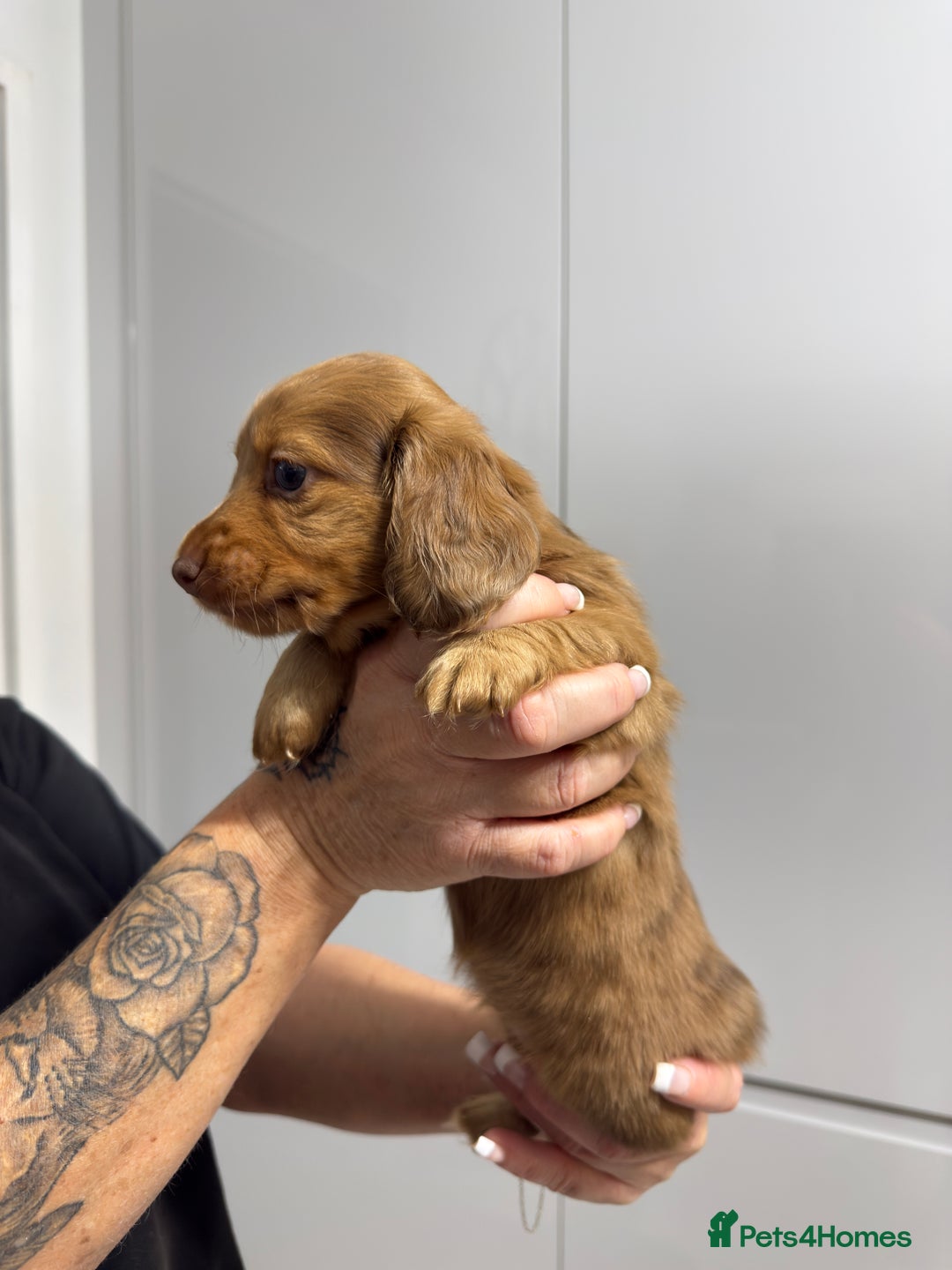 Miniature Dachshund dogs for sale: Beautiful Longhair miniature Dachshund - Image 7