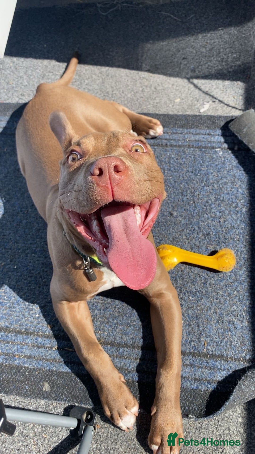 Mixed Breed dogs for sale: Male 1 year old pup - Aksel  - Advert 4