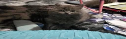 Persian cats for sale: 3 beautiful kittens ready now  - Advert 22