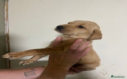 Labrador Retriever dogs for sale: 7 Labrador Puppies - Image 11