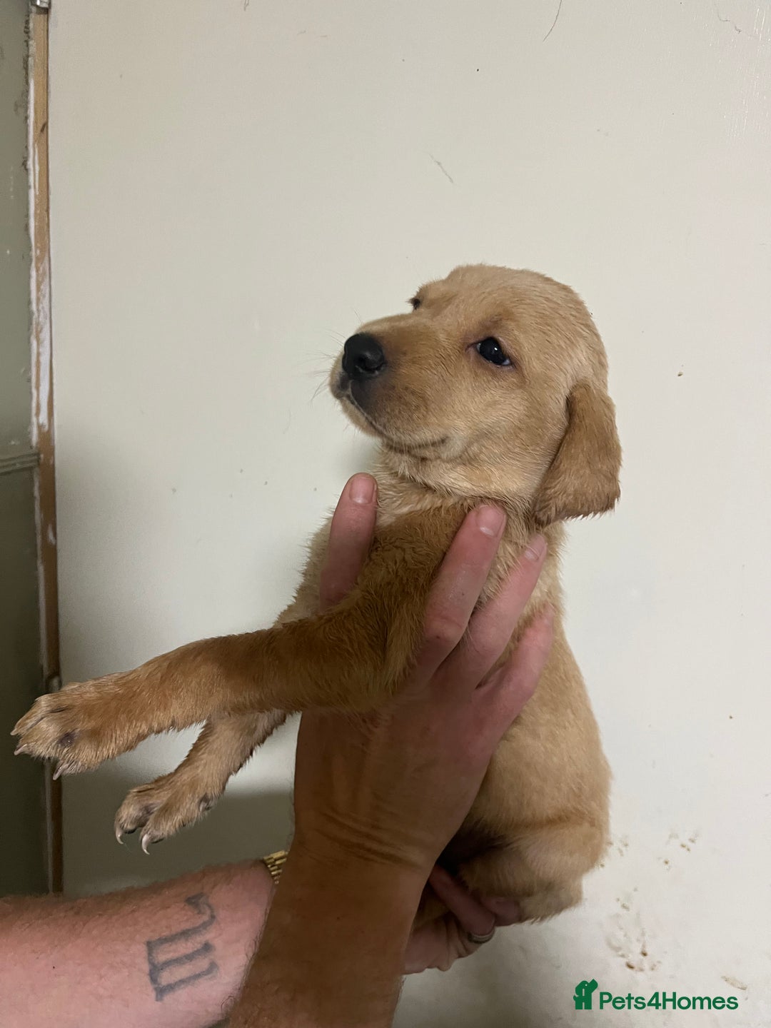 Labrador Retriever dogs for sale: 7 Labrador Puppies - Image 11