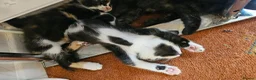 Mixed Breed cats for sale: Beautiful kittens 10 weeks old - Advert 3