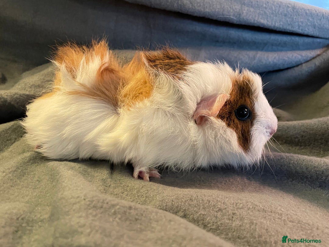 Guinea Pig rodents for sale: Baby sow guinea pigs  - Advert 3