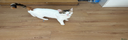 Mixed Breed cats for sale: Odd eyed kitten - Advert 6