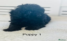 Toy Poodle dogs for sale: Pure Black Toy Poodles Puppies £700  - Image 6