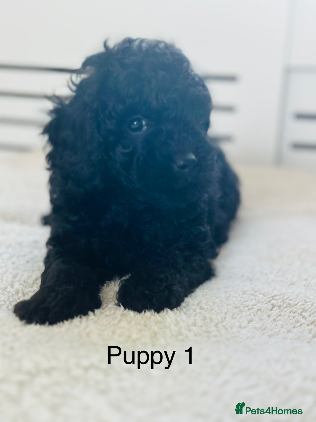 Toy Poodle dogs for sale: Pure Black Toy Poodles Puppies £700  - Image 6